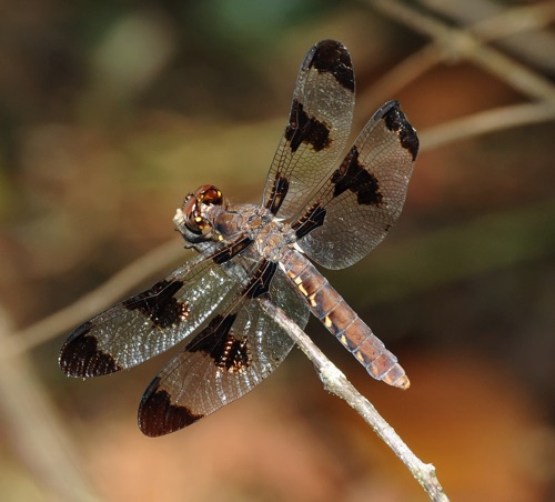 Female
2009_07_29_Floyd